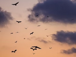 Scientists Develop Bat-Inspired Drones To Improve Nighttime Search, Rescue