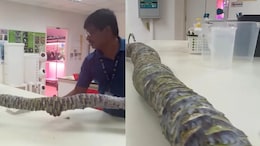 This Man Grew The World's Longest Kohlrabi And Made It To The Guinness World Records