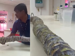 This Man Grew The World's Longest Kohlrabi And Made It To The Guinness World Records