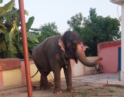 1 Elephant, 5 Owners, 3 States, A 27-Lakh Deal: Curious Tale Of 'Jayamati'