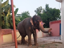 1 Elephant, 5 Owners, 3 States, A 27-Lakh Deal: Curious Tale Of &#039;Jayamati&#039;