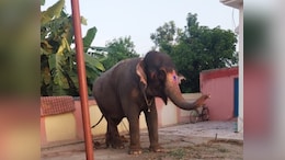 How An Elephant Theft Complaint Led Jharkhand Cops To Unveil Bizarre Case