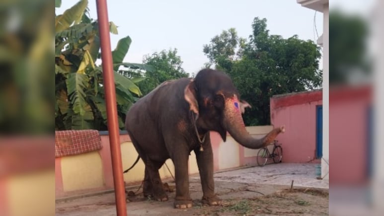 How An Elephant Theft Complaint Led Jharkhand Cops To Unveil Bizarre Case How An Elephant Theft Complaint Led Jharkhand Cops To Unveil Bizarre Case