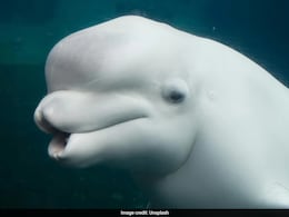 Canada's Marine Park Threatens To Euthanise 30 Beluga Whales Amid Financial Crisis Canada's Marine Park Threatens To Euthanise 30 Beluga Whales Amid Financial Crisis