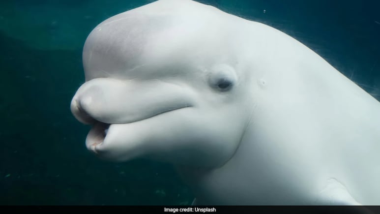 Canada's Marine Park Threatens To Euthanise 30 Beluga Whales Amid Financial Crisis Canada's Marine Park Threatens To Euthanise 30 Beluga Whales Amid Financial Crisis