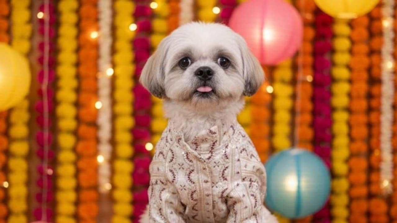 Explore stylish dog sherwanis and kurtas on Amazon and spread the festive joy