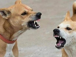 जयपुर में आवारा कुत्ते ने महिला को काटा, शिकायत के बावजूद नगर निगम ने नहीं लिया एक्शन