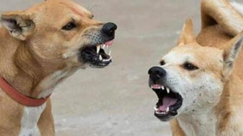 जयपुर में आवारा कुत्ते ने महिला को काटा, शिकायत के बावजूद नगर निगम ने नहीं लिया एक्शन