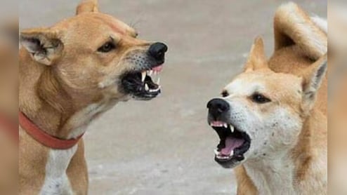 खाटूश्यामजी में कुत्तों में आवारा कुत्तों का भारी आतंक, श्रृद्धालुओं पर कर रहे हमले 