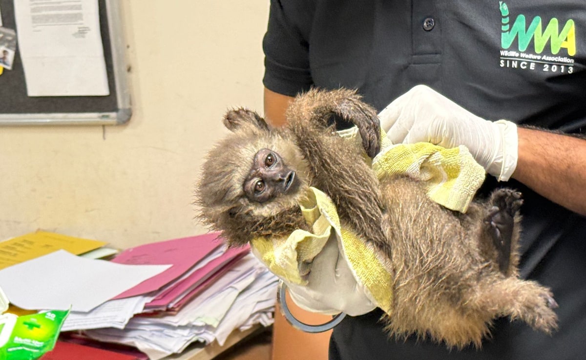 2 Silvery Gibbons, One Dead, One Alive, Seized At Mumbai Airport