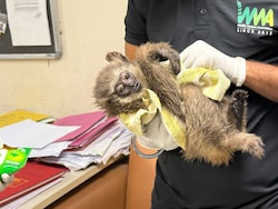 2 Silvery Gibbons, One Dead, One Alive, Seized At Mumbai Airport