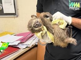 2 Silvery Gibbons, One Dead, One Alive, Seized At Mumbai Airport 2 Silvery Gibbons, One Dead, One Alive, Seized At Mumbai Airport
