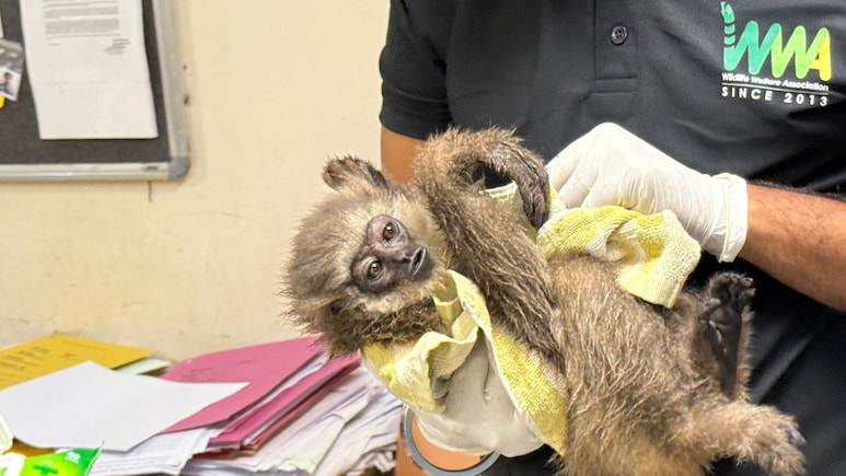 2 Silvery Gibbons, One Dead, One Alive, Seized At Mumbai Airport 2 Silvery Gibbons, One Dead, One Alive, Seized At Mumbai Airport