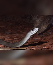 Meet The World's Second Longest Venomous Snake