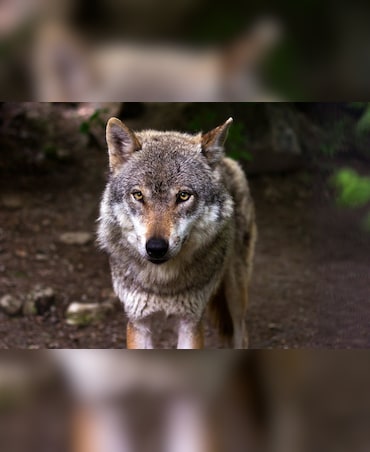 Wolf vs Fox: What's The Difference