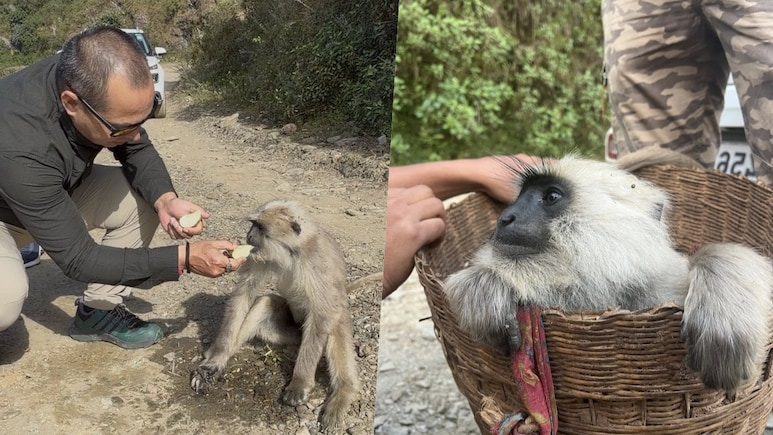 पहाड़ी रास्ते के बीच गुमसुम बैठा था 'बीमार' लंगूर, शख्स ने इस तरह की मदद, दिल छू लेगा वायरल वीडियो पहाड़ी रास्ते के बीच गुमसुम बैठा था 'बीमार' लंगूर, शख्स ने इस तरह की मदद, दिल छू लेगा वायरल वीडियो