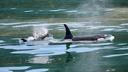 San Francisco Uses AI To Avoid Ships-Whales Searching For Food Collisions