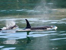 Scientists Baffled As 26 Killer Whales Die In Mysterious Mass Stranding In Argentina Scientists Baffled As 26 Killer Whales Die In Mysterious Mass Stranding In Argentina