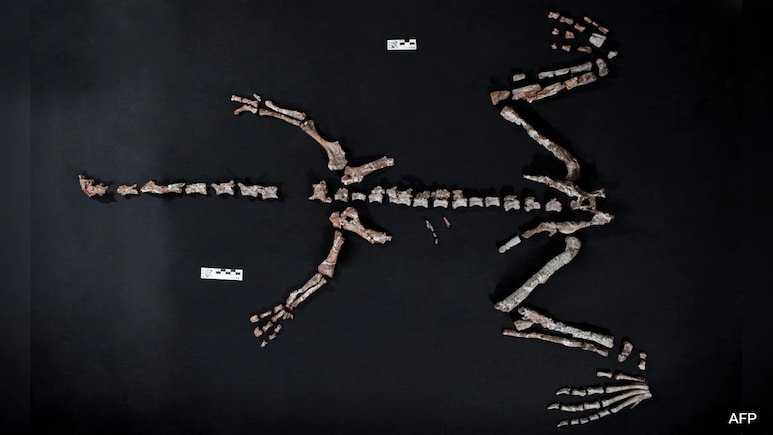 Bones Of One Of World's Oldest Dinosaurs Discovered In Argentina Bones Of One Of World's Oldest Dinosaurs Discovered In Argentina