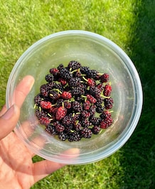 Health Benefits Of Eating Mulberry (Shahtoot)