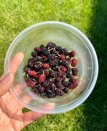 Health Benefits Of Eating Mulberry (Shahtoot)