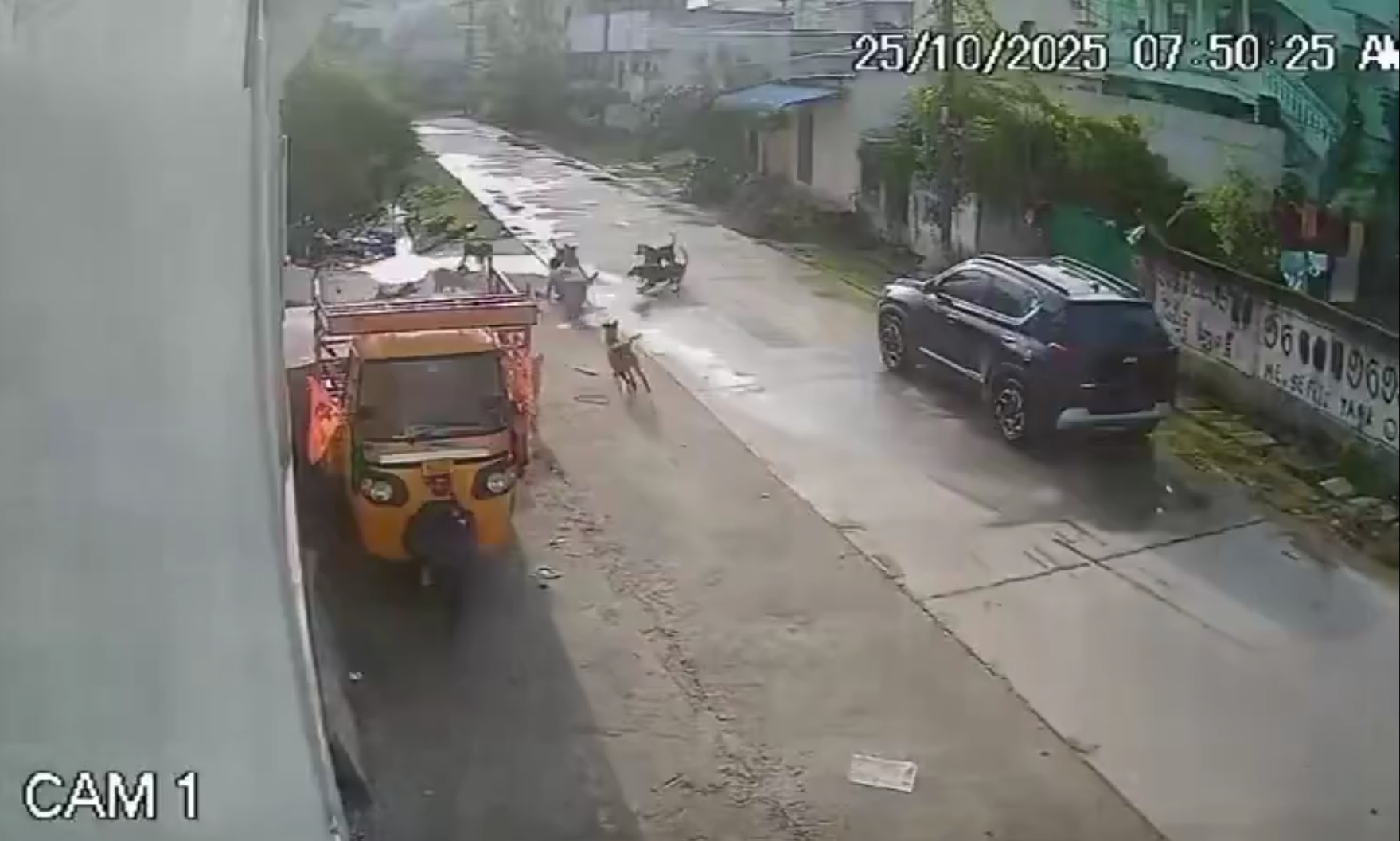 Video: Girl, 7, Hospitalised After Stray Dogs Attack Her In Telangana
