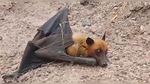 भीलवाड़ा में द‍िखा 5 फीट चौड़े पंख वाला चमगादड़, 2 क‍िलोग्राम वजन; देखने में डरावना - देखिए Video