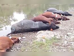 करंट लगने से 5 मवेशियों की मौत; किसान को लाखों रुपये का नुकसान, अब मुआवजे की आस