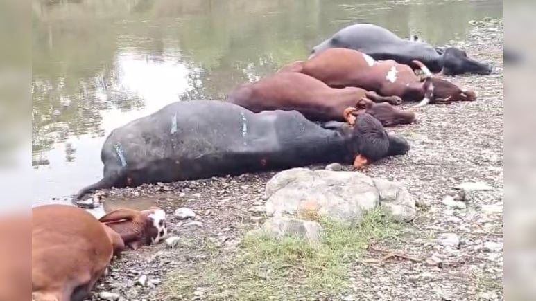 करंट लगने से 5 मवेशियों की मौत; किसान को लाखों रुपये का नुकसान, अब मुआवजे की आस