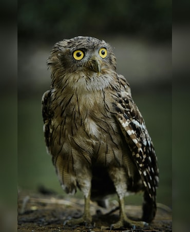 Meet The World's Biggest Owl