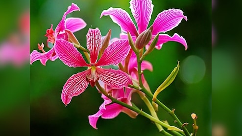 महिलाओं के लिए बेहद फायदेमंद है कचनार के फूल, पीरियड्स से जुड़ी समस्याओं में बेहद लाभदायी, जानिए कैसे करें सेवन