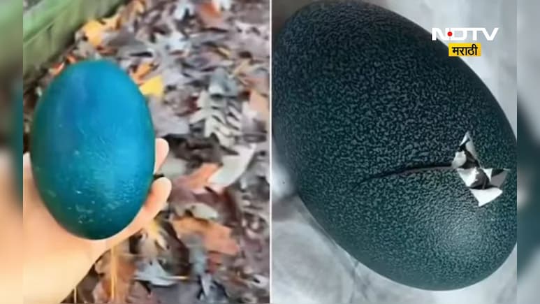 Viral Video: अरे देवा! रस्त्याच्या कडेला भेटले चमत्कारी 'निळे अंडे', 50 दिवसांनी फुटले अन् बाहेर आलं... Viral Video: अरे देवा! रस्त्याच्या कडेला भेटले चमत्कारी 'निळे अंडे', 50 दिवसांनी फुटले अन् बाहेर आलं...