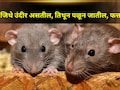 घरात उंदरांचा सुळसुळाट! टेन्शन घेऊच नका..फक्त 'या' फळाच्या सालीला कानाकोपऱ्यात ठेवा, एकही उंदीर दिसणार नाही