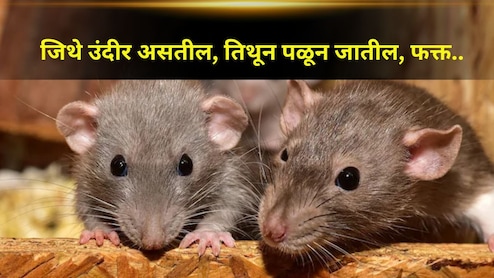 घरात उंदरांचा सुळसुळाट! टेन्शन घेऊच नका..फक्त 'या' फळाच्या सालीला कानाकोपऱ्यात ठेवा, एकही उंदीर दिसणार नाही