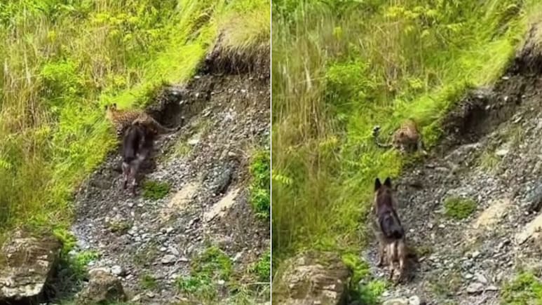 डोगेश भाई की हिम्मत के सामने तेंदुए का हुआ बुरा हाल, पहले लगा होगी बराबरी की टक्कर, फिर बदल गया पूरा गेम! डोगेश भाई की हिम्मत के सामने तेंदुए का हुआ बुरा हाल, पहले लगा होगी बराबरी की टक्कर, फिर बदल गया पूरा गेम!