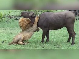 जब 'जंगल का राजा' मैदान में उतरा, भैंस के झुंड से यूं चुना अपना शिकार, वायरल हुआ रोमांचक वीडियो