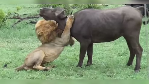 जब 'जंगल का राजा' मैदान में उतरा, भैंस के झुंड से यूं चुना अपना शिकार, वायरल हुआ रोमांचक वीडियो