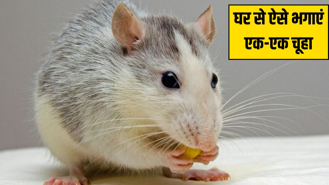 Diwali Tips and Tricks: दिवाली की सफाई करते हुए घर के कोनों में रख दें ये एक चीज, खुद घर से बाहर भाग जाएगा एक-एक चूहा