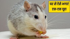 दिवाली की सफाई करते हुए घर के कोनों में रख दें ये एक चीज, खुद घर से बाहर भाग जाएगा एक-एक चूहा