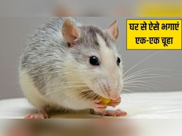 Diwali Tips and Tricks: दिवाली की सफाई करते हुए घर के कोनों में रख दें ये एक चीज, खुद घर से बाहर भाग जाएगा एक-एक चूहा Diwali Tips and Tricks: दिवाली की सफाई करते हुए घर के कोनों में रख दें ये एक चीज, खुद घर से बाहर भाग जाएगा एक-एक चूहा