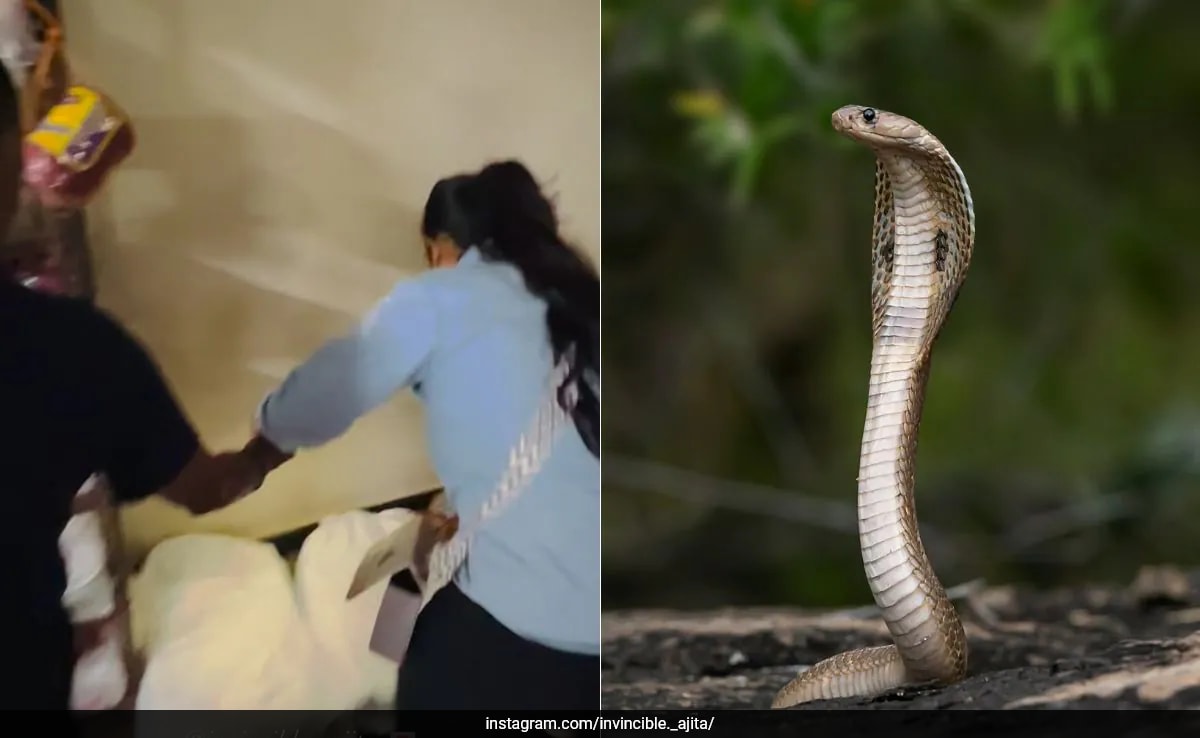 'Snake Girl' Ajita Pandey Rescues Cobra From Factory, Warns Public In Viral Video