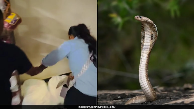 'Snake Girl' Ajita Pandey Rescues Cobra From Factory, Warns Public In Viral Video 'Snake Girl' Ajita Pandey Rescues Cobra From Factory, Warns Public In Viral Video