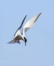 Which Bird In The World Migrates The Farthest