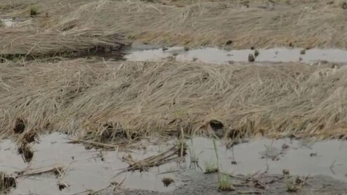 MP News: बारिश ने बर्बाद की किसानों की फसल, आज से सर्वे, नुकसान का आंकलन करने गांव-गांव जाएगी टीम