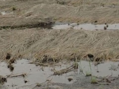 India's Weather Fury: 13,000 Lives Lost, Crops Ravaged, Relief Falls Short