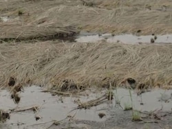 India's Weather Fury: 13,000 Lives Lost, Crops Ravaged, Relief Falls Short