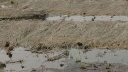 India's Weather Fury: 13,000 Lives Lost, Crops Ravaged, Relief Falls Short
