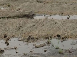 India's Weather Fury: 13,000 Lives Lost, Crops Ravaged, Relief Falls Short