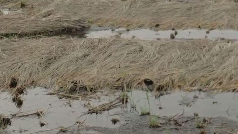 India's Weather Fury: 13,000 Lives Lost, Crops Ravaged, Relief Falls Short