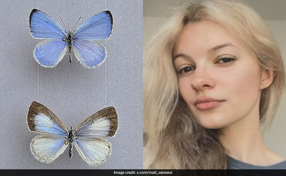New Butterfly Species 'Iryna's Azure' Named After Murdered Ukrainian Refugee